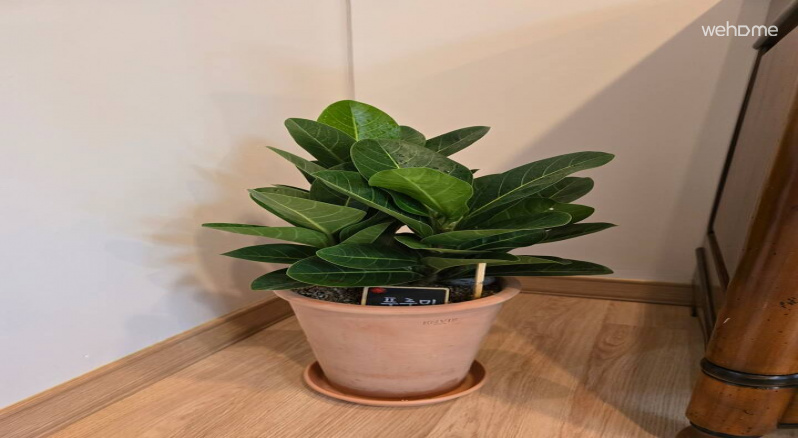  “몸집은 작아도, 거실 공기는 내가 지켜요. 오늘도 풀가동 중!”